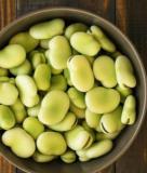Broad Windsor Fava Bean Seeds Verbar Organic Vegetable Plant Horse Faba Seed 200 Easy to Grow, Plant