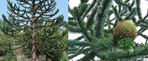 50 Seeds Araucaria Araucana Seeds for Planting Monkey Puzzle Tree Chilean Pine Non-Hybrid