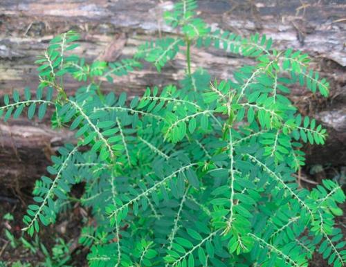 Phyllanthus Niruri Bhuiamla Green Chanca Piedra 50 Seeds