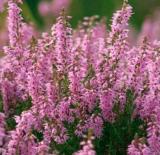 20 Heather Groundcover Plant Seeds