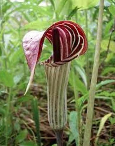 30 Seeds Wf) Jack in The Pulpit Seeds Stunning in Your Shady Woodland Garden Easy to Seasons, Meaningful Gift.