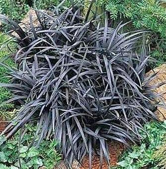 10 Ophiopogon Planiscapus Nigrescens Black Plant Seeds