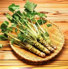 100 pcs Japanese Horseradish Seeds Wasabi Seed vegetablesfor Home Garden Plant Easy to Grow