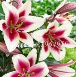 100 Pieces Garland Lilium Brownii Lily Flower Seeds So Bright and Beauty Indoor Flowers