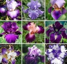 100 piezas Bonsai Iris Mixed Seeds Flor Perennia Rara Flor Morada Barbuda Iris Plantas Naturaleza