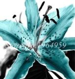100 Pieces Garland Lilium Brownii Lily Flower Seeds So Bright and Beauty Indoor Flowers