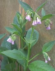 50 Seeds Comfrey Seeds (symphytum Officinale) Perennial Easy to Seasons, Meaningful Gift.