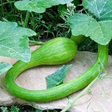 Climbing Zucchini 50 Seeds Trombocino,Rampicante, Italian Trombone Squash Easy to Grow