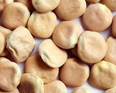 100 Seeds Lupini Beans Seed Sweet Lupini (lupinus Albus) Grow Italian National Snack Easy to Grow, Plant, Seasons,