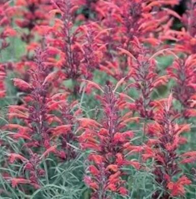 30 RED AGASTACHE 'HEATHER QUEEN' Hummingbrid Mint Hyssop Flower Herb Seeds