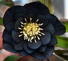 10pcs Black Hellebore Flower Seeds