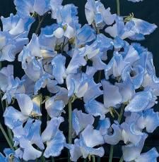 40 Organic Blue Ripple Sweet Pea Lathyrus Odoratus Seeds for Pollinators and Bees Cottage Garden