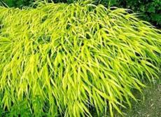30 Seeds All Gold Japanese Forest Grass Seeds Hakonechloa Macra All Gold Easy to Seasons, Meaningful Gift.