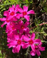 Phlox Subulata Wild Pink Moss Phlox 30 Seeds Easy to Seasons, Meaningful Gift