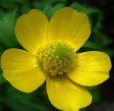100 Seeds Wf) Meadow Buttercup Seeds Sunny Beauty Easy to Seasons, Meaningful Gift.