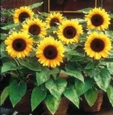 20PCS Bonsai Short Sunflowers Seeds
