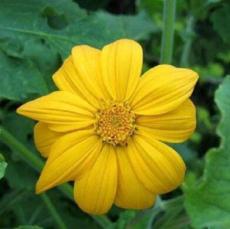 Mexican Sunflower Yellow Torch Flower Seeds/Tithonia Speciosa/Annual 35 seeds