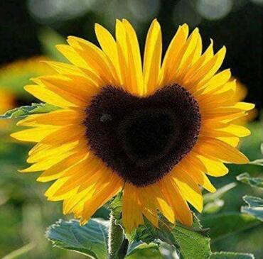 Generic Fresh 50 pcs Sunflower Seeds for Planting Yellow