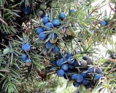 60 Organic Seeds Common Juniper Juniperus Communis Tree Shrub