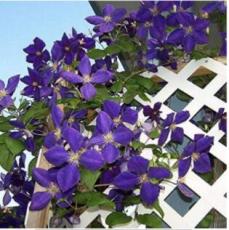 100PCS Purple Garden Bonsai Clematis Seeds
