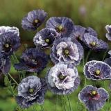 200 Seeds Amazing Grey Corn Poppy Flower Seeds Non-Hybrid, Open-Pollinated, Suited for Canadian Climate