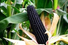 Aztec Black Corn Ancient Heirloom 20 Seeds Non GMO Early Seeds Black Flint Corn Blue Corn Meal Gorgeous