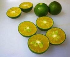 New Calamansi Calamondin Lime 20 Seeds Citrus Tangerine fruit Citrus Reticulata