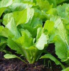 100florida Broadleaf Mustard Green Seeds Shealihong Brassica Juncea C I B Xanh Easy to Grow,