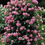 100PCS Pink European Rose Climbing Flower Seeds