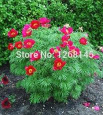 10PCS Chinese Peony Flowers Seeds Rose Red Double Flowers