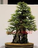 100 Pieces/Bag Seloia Coast Redwood Bonsai Sequoia Sempervirens Bonsai Potted Tree for Home and Garden