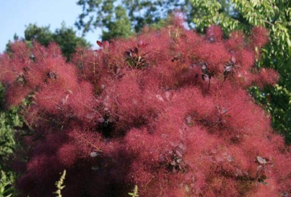 30 Purple Smoke Tree Shrub Smokebush Cotinus Coggygria Rhus Cotinus Sumach (Best Seeds) Can Grow in Pot