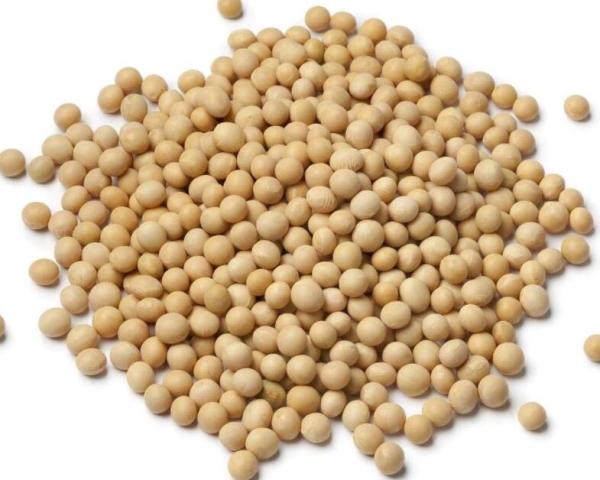Soybean 100 100 Seeds 100 Seeds Non GMO Pure Seeds Uses Microgreen Sprouts Sprouting Planting Or Soy Bean Forage Food Plots