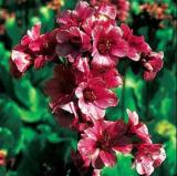 50 Seeds Bergenia Seeds Bulk Non-Hybrid, Open-Pollinated, Suited for Canadian Climate