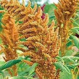 Golden Giant Amaranth 100 Seeds Eed Eed Flowerveggie Seeds Non-Hybrid, Open-Pollinated, Suited for Canadian Climate