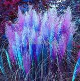 200 Pampas Seeds for Patio and Garden