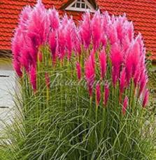 200 Pampas Seeds for Patio and Garden