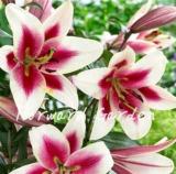 100PCS Colorful Lily Seeds