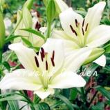 100PCS Colorful Lily Seeds