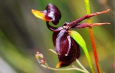 200 Seeds Flying Duck Orchid Plants for Home Garden China Rare Flowers Beautiful Bonsai Orchids