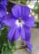 100PCS BROWALLIA Amethyst Flower / Bush Violet Flower Seeds