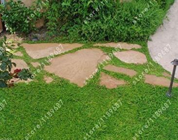 200 Pcs Herniaria Glabra Herb - Green Carpet - Ground Cover Seeds