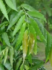 20 Polyalthia longifolia Seeds,Ashoka Tree Seeds, Indian Mast Tree, Variety Pendula