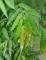 20 Polyalthia longifolia Seeds,Ashoka Tree Seeds, Indian Mast Tree, Variety Pendula