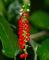 Rouge Plant Rivina Humilis Organic 10 Seeds