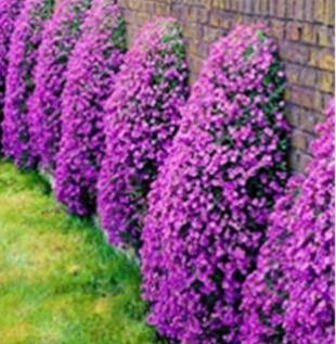 300PCS Creeping Thyme Bonsai Seeds Purple Cress Rock Flowers