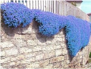 100PCS Blue Creeping Thyme Seeds Cress Rock Plant Flowers