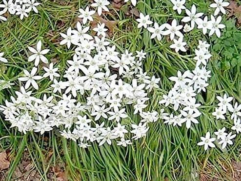 50 Seeds Star of Bethlehem Seeds Non-Hybrid, Open-Pollinated, Suited for Canadian Climate