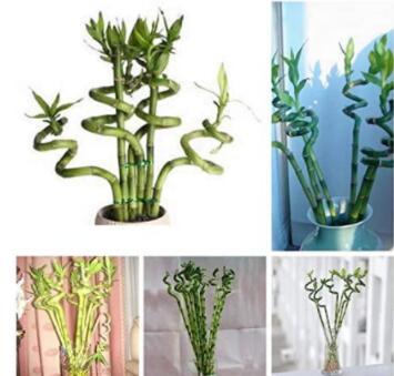 50 pcs/Bag Exotic Bamboo Séed Lucky Moso Bambu Tree Plant Home & Garden Decor Potted Perennial Plants for Flower Pot Planters