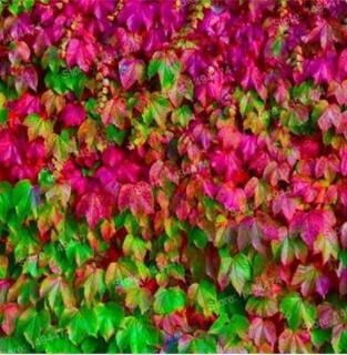 100PCS Mixed Colors Boston Ivy Seeds Creepers